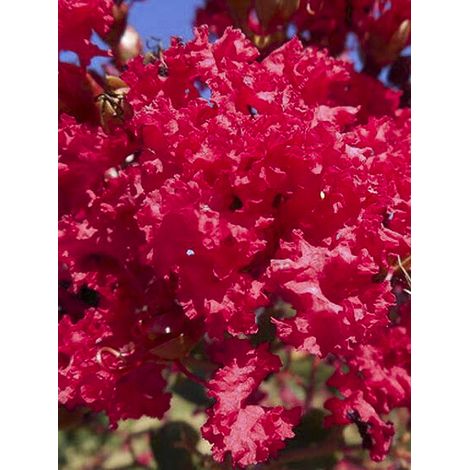 Lilas des Indes 'Périgord Pourpre' Pot de 3L/4L