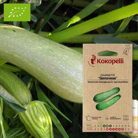 Courgette Genovese