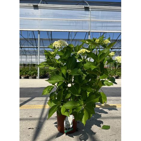 Gardenaria Ortensia - Hydrangea Macrophylla 'Souer Therese' - Pianta acidofila ornamentale da esterno - Altezza: 40/50 cm (vaso19) (1/2)