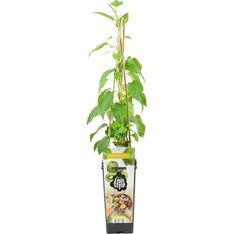 Bloomique - Actinidia Arguta Issai - Kiwiberry - Plantes fruitières - Plantes jardin - Rustique - Hauteur 50-70 cm - Pot 15 cm