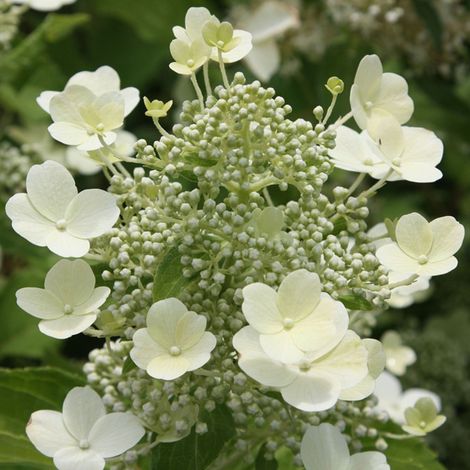 Hortensia paniculé 'Tardiva' - 40-50 cm pot