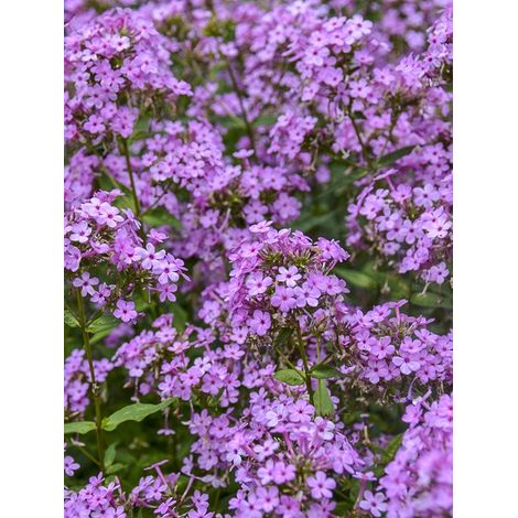 Phlox 'Jeana' Godet de 8/9 cm (1/3)