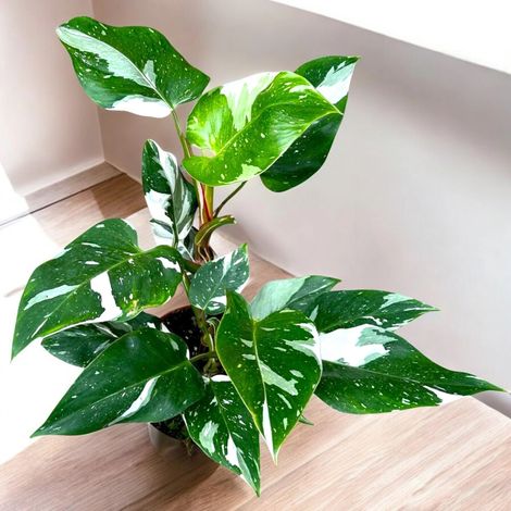 Gardenaria Philodendron white Princess - Pianta da interno ornamentale - Altezza: 30 cm (vaso 12) (1/5)