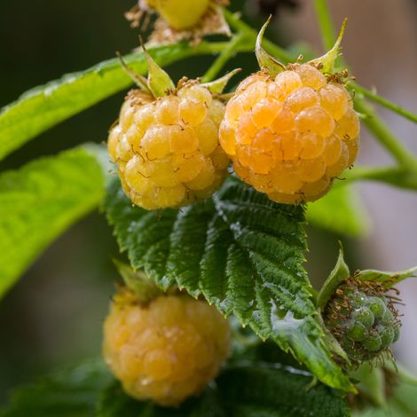 Framboisier Golden Everest' - Rubus idaeus Golden Everest' 50/60cm (1/2)