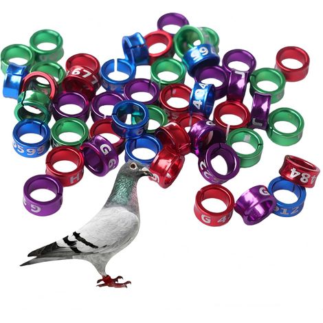 Perchoir en bois avec ventouse, jouet pour fenêtres et douches, centre d'activités portable, support de jeu pour perruches, calopsittes et petits oiseaux (1/5)