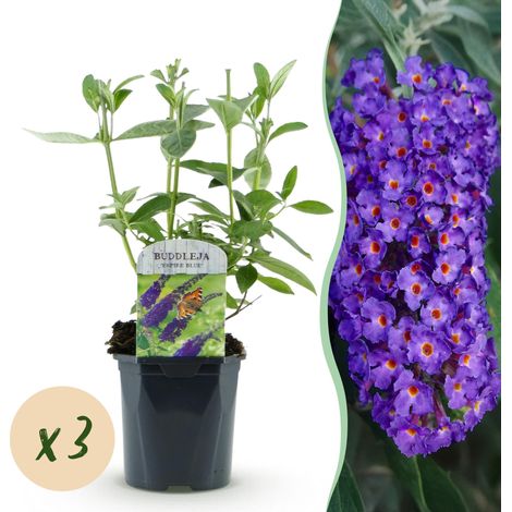 Arbre aux Papillons Buddleja davidii Empire Blue Lot de 3 Plantes de Jardin Bleu Pot 17cm H45cm - PANGIVO (1/5)