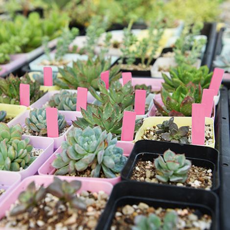 Lot de 100 marqueurs de jardin en PVC rose pour étiquettes de plantes, piquets de semis pour pépinière (1/5)