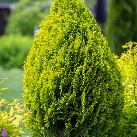 Thuya Can-Can - Thuja plicata Can-Can 60/80cm Pot 2,5L