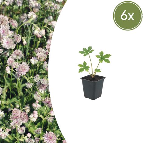 Lot de 6 Astrantia major Grande Astrance Plante Vivace Fleurs en Étoile 10-25cm Pot Ø9cm - PANGIVO (1/5)