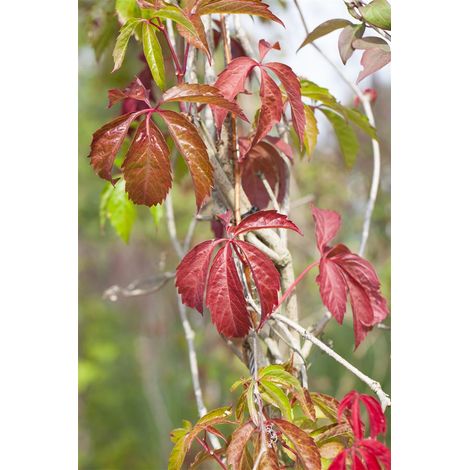 Mauerwein 'Engelmannii' Parthenocissus quinquefolia 'Engelmannii' 5L 80- 100
