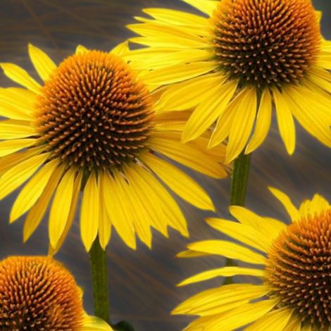4 x Rudbeckia pourpre 'Mellow Yellows' - godet 9x9 cm (1/5)