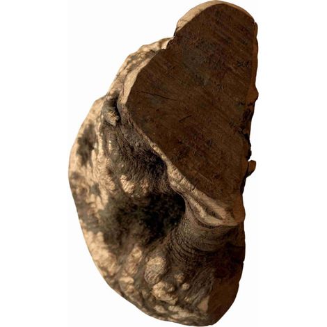 Heidewortel kauwwortel 100% natuurlijk - maat M (200-300 gram) (1/2)