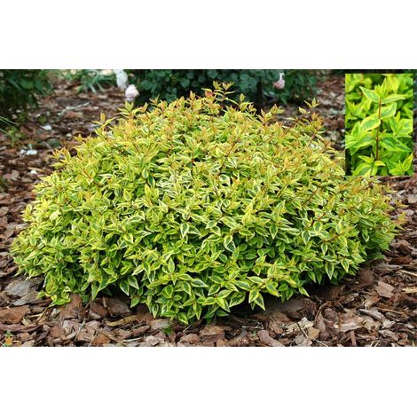 ABELIA GRANDIFLORA KALEIDOSCOPE VASO 17CM (1/2)