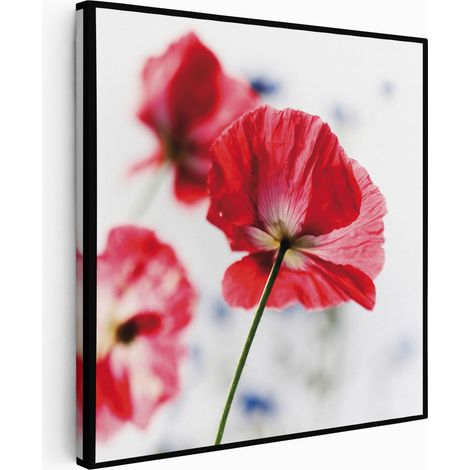Tableau toile Carré - Coquelicots - 50x50 cm (1/2)