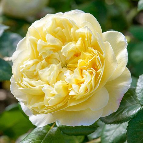 Gardenaria Rosa 'Charles Darwin' - Rosa da giardino - Altezza: 40/50 cm (vaso20) (1/4)