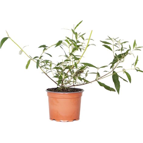 Bloomique - Lot de 3 - Buddleja Davidii - Arbre aux papillons - Rose, Violet, Blanc - Résistant au gel - Plantes de jardin - 20-30 cm de haut - Pot 10,5 cm