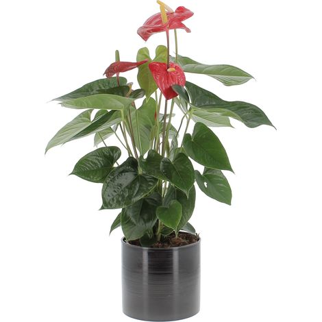 Anthurium Andreanum Rosso con Vaso in Ceramica Glass Grey - Pianta Purifica Aria - H 65-75 cm Vaso Ø 17 cm