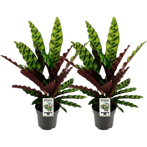 Lot de 2 Calathea Lancifolia Insignis - Plante d'Intérieur Décorative - Ø14 cm - Hauteur 45 cm - PANGIVO