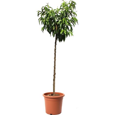 Pianta di Pesco - Prunus Persica - Albero da Frutto - Vaso Ø 28 cm (1/3)