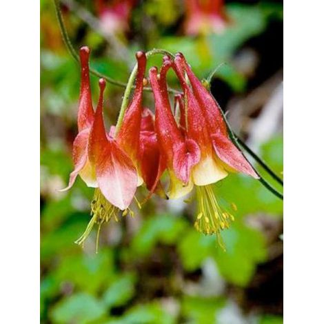 Ancolie du Canada 'Little Lanterns" Godet de 8/9 cm (1/3)