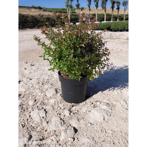 ABELIA GRANDIFLORA CESP.24