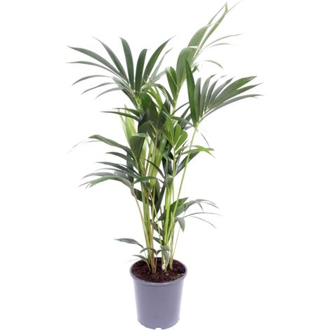 Howea Forsteriana Palmier Kentia Plante d'Intérieur Dépolluante Pot Ø17 cm Hauteur 75 cm - PANGIVO (1/4)