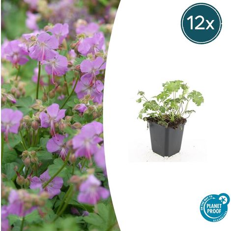 Lot de 12 Géraniums Vivaces Cambridge Couvre-sol à Fleurs Roses, Hauteur 10-25 cm, Pot Ø9 cm - PANGIVO (1/5)