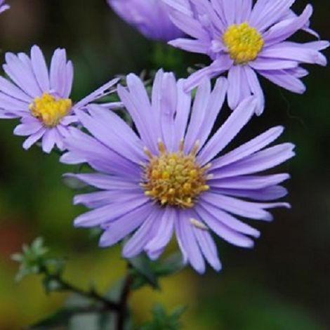 4 x Aster laevis 'Calliope' - godet 9x9 cm (1/5)