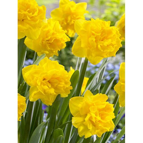 Narcisse multiflore 'Double Gold Medal' Bulbe calibre 14/16 (par 5) (1/2)