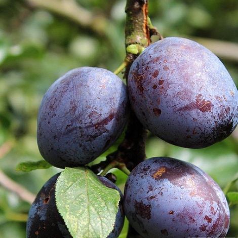 PIANTA DA FRUTTO SUSINO REGINA CLAUDIA VIOLETTA in vaso 20 età 2/3 anni