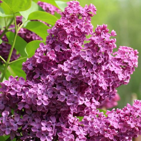 Lilas commun Prince Wolkonsky®, Syringa/Pot de 4L - 60/100 cm