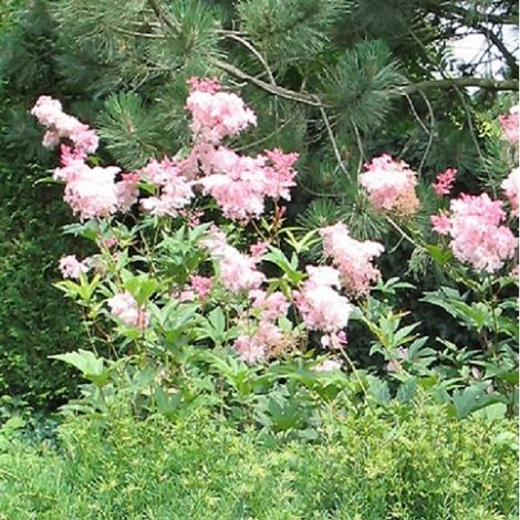 4 x Reine des près  - Filipendula rubra 'Venusta'  - godet 9x9