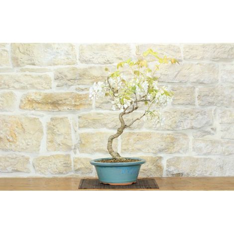 Bonsai di Glicine Giapponese a fiore bianco (26) (1/5)