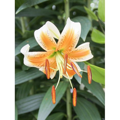Lis de Henryi 'Lady Alice' Bulbe calibre 16/18