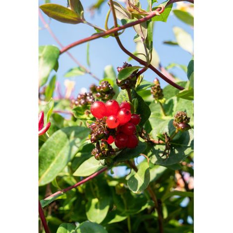 Lonicera periclymenum 'Serotina' Plante Grimpante à Fleurs Rose et Jaune Parfumées 65 cm Lot de 4 - PANGIVO (1/2)
