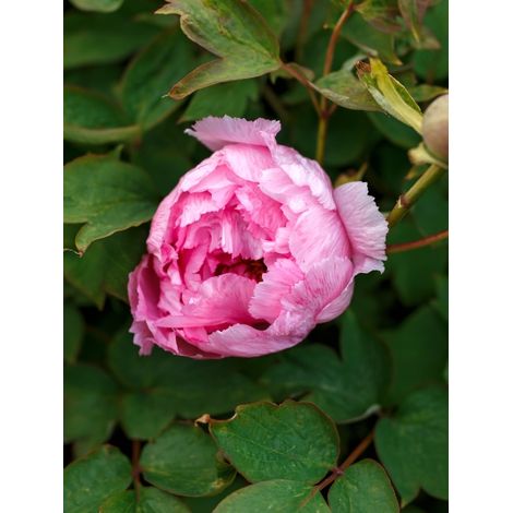 Pivoine Itoh 'Hillary' Souche 3/5 yeux (1/2)