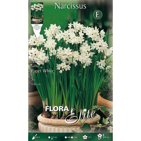 BULBI AUTUNNALI NARCISO CHRISTMAS FLOWERING PAPERWHITE CONFEZIONE 5 BULBI BULBS BULBES