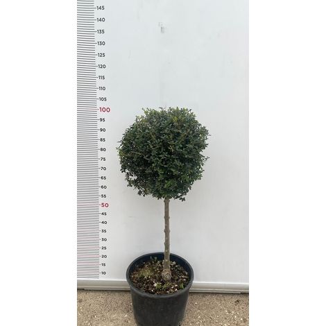 PIANTA DI LIGUSTRUM JONANDDRUM IN VASO ALBERELLO 1/4 FUSTO (foto reali) LIGUSTRO