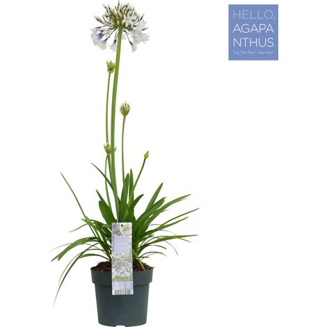 Agapanthe Fireworks Plante Vivace d'Extérieur Fleurs Bleu et Blanc Pot Ø19 cm Hauteur 75 cm - PANGIVO