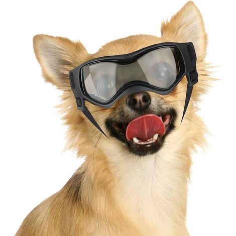 Hundebrille – Kleine Hundebrille – UV-Schutz – Hundesonnenbrille – Winddichte Motorradbrille für Hunde – Schwarz (1/5)