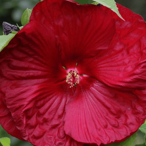 Hibiscus des marais My Valentine – Plante vivace 4L – Floraison rouge intense – Pour sols humides et riches (1/3)
