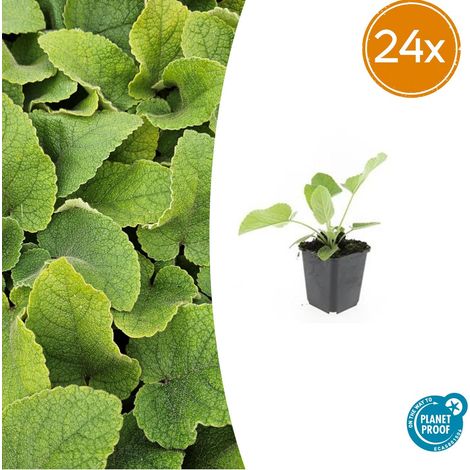 Phlomis russeliana - Lot de 24 Plantes Vivaces à Fleurs Jaunes - Pot Ø 9 cm - H 10-25 cm - PANGIVO (1/5)