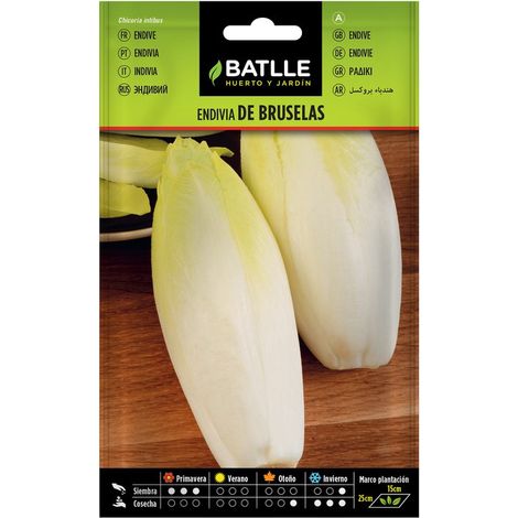 Graines d'endives de Bruxelles sur
