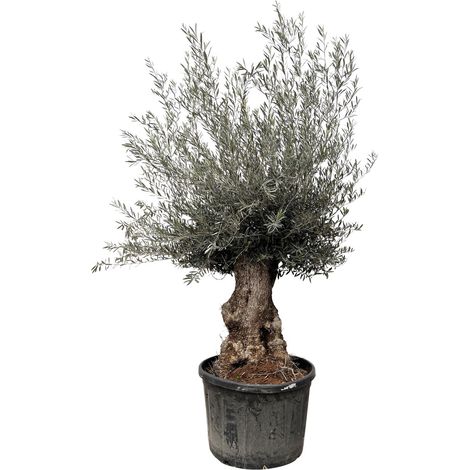 Olivier Olea Europaea Bonsai Géant Tronc Noueux Feuillage Argenté 270 cm Ø 80 cm - PANGIVO