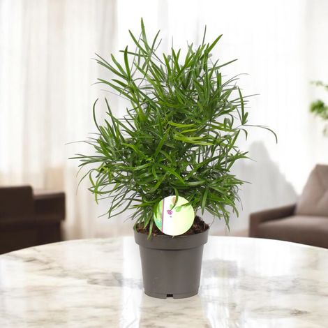 Gardenaria Asparagus falcatus - Pianta da interno ornamentale - Altezza: 35 cm (vaso 12) (1/5)