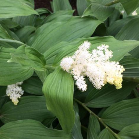 4 x Faux sceau de Salomon - Smilacina racemosa - godet 9x9 cm (1/4)