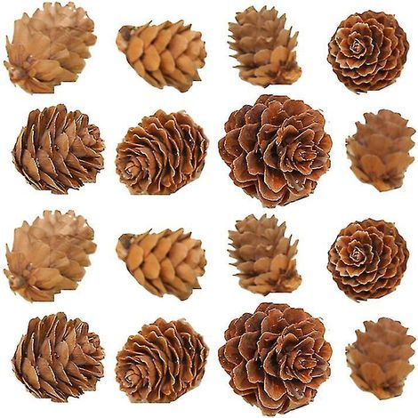 100 mini pommes de pin (1/3)