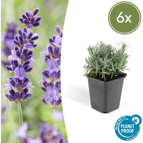 Lot de 6 Lavandes Hidcote Lavandula angustifolia Floraison Abondante H10-25cm Pot Ø9cm - PANGIVO (1/5)