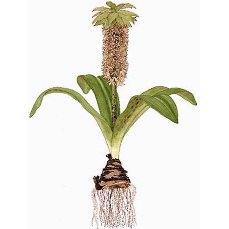 Fleur ananas Pot de 2L/3L calibre 16/18