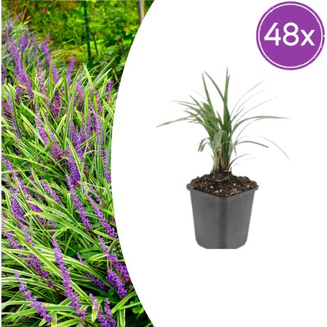 Lot de 48 Liriope muscari 'Moneymaker' Plante Couvre-sol Persistante Fleurs Violettes 10-25 cm Ø 9 cm - PANGIVO (1/5)